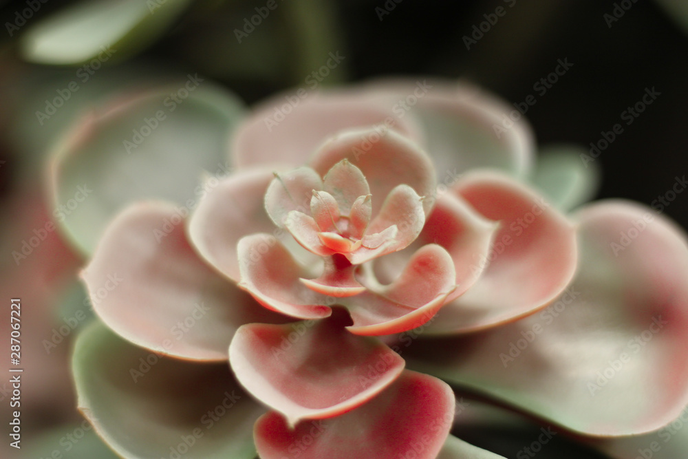 Close up tropical red plant Close up tropical red plant
