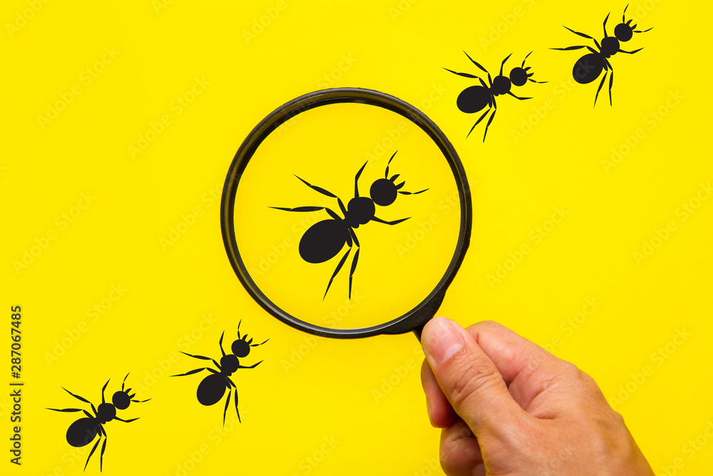 hand using magnifying glass zoom ants line Stock Photo Adobe Stock