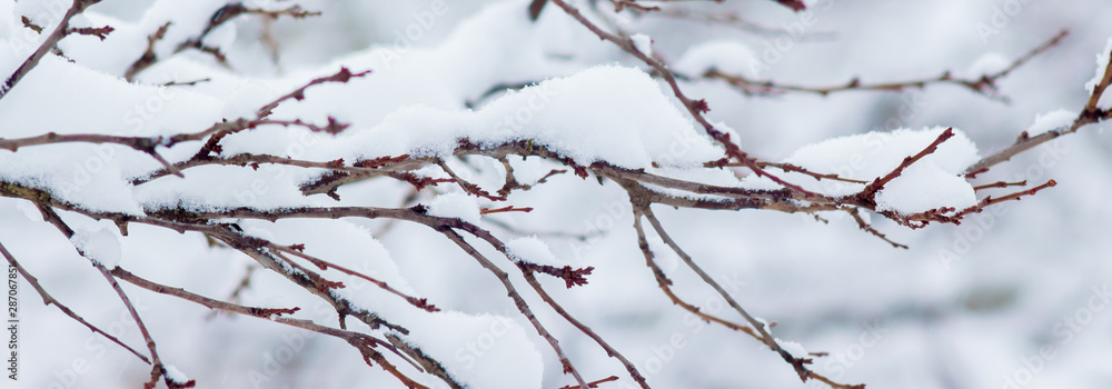 Tree branch covered with snow, panorama. The first snow_ Tree branch covered with snow, panorama. The first snow_