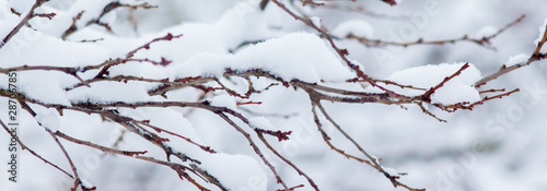 Tree branch covered with snow, panorama. The first snow_