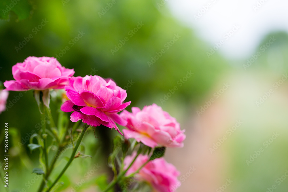 pink rose bush blooms in meadow