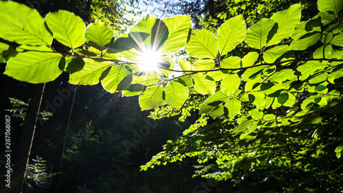 Foto Sunlight come trough green leaves on a forest nature background - environment