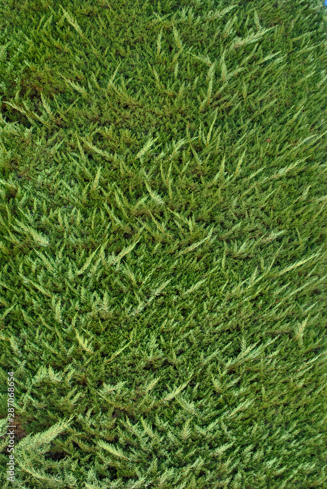 detail close up of a tree foliage detail close up of a tree foliage