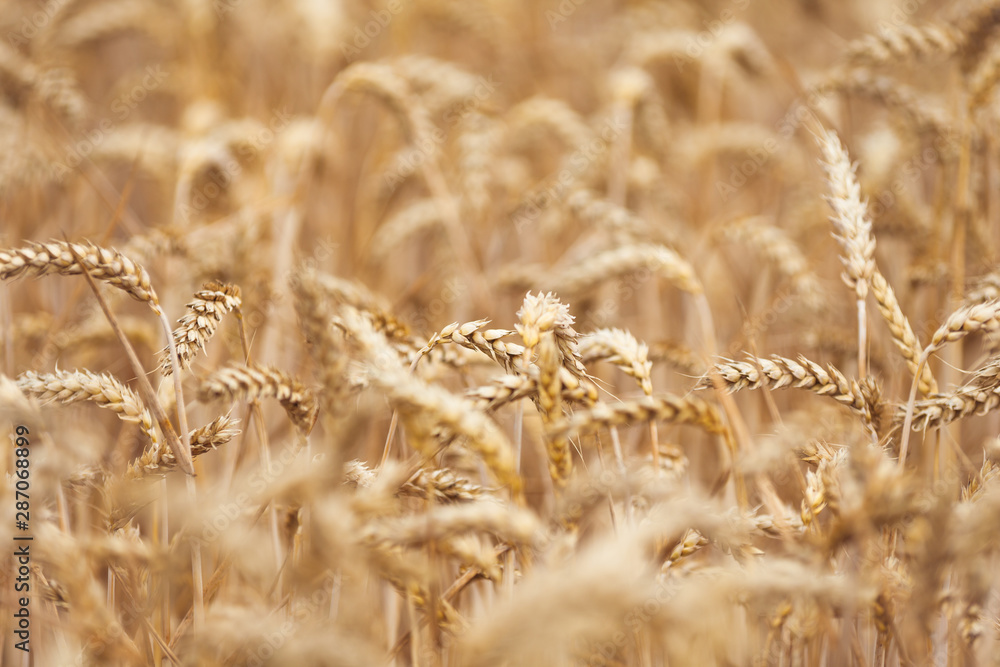 Fototapeta premium Wheat spikelets in the field. Wheat spikelets pattern. Background of wheat.