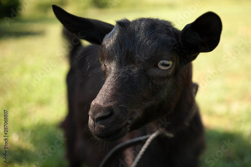 Domestic animal. Portrait of a black goat standing on a green grass.