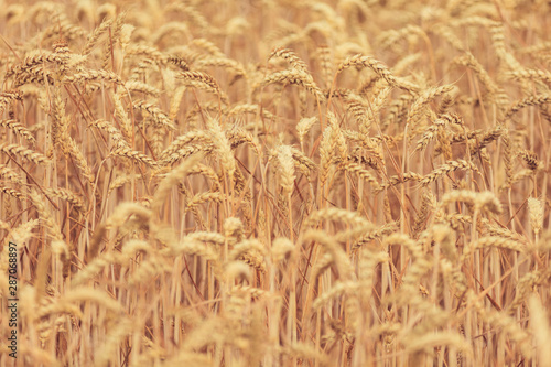 Wheat spikelets in the field. Wheat spikelets pattern. Background of wheat.