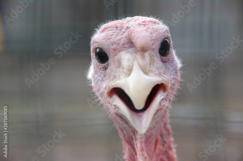 portrait of funny curious turkey photo