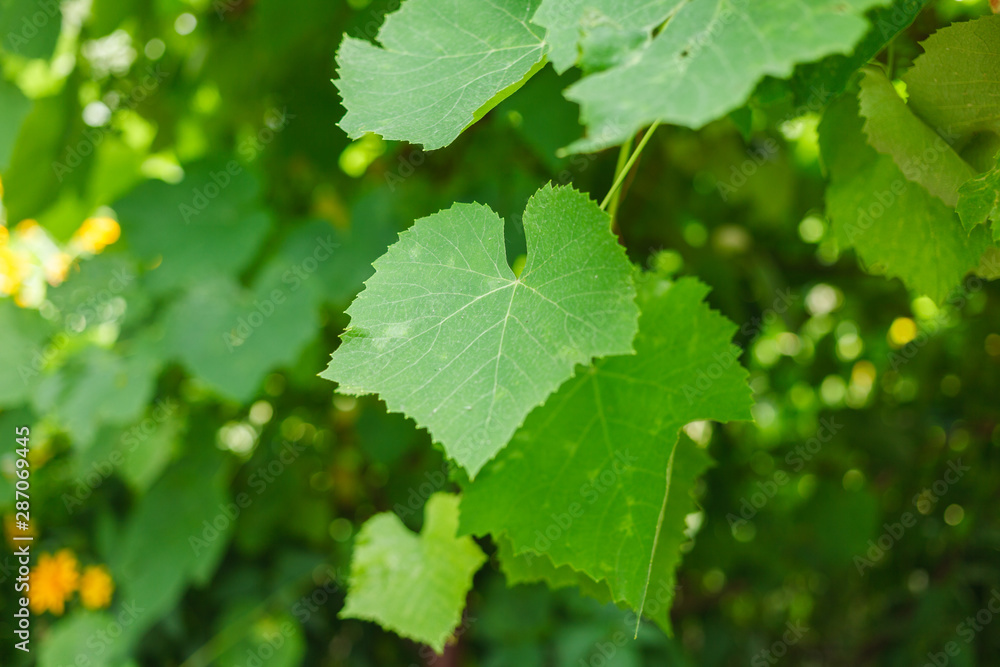 Young grape twig with fresh green leaves Young grape twig with fresh green leaves