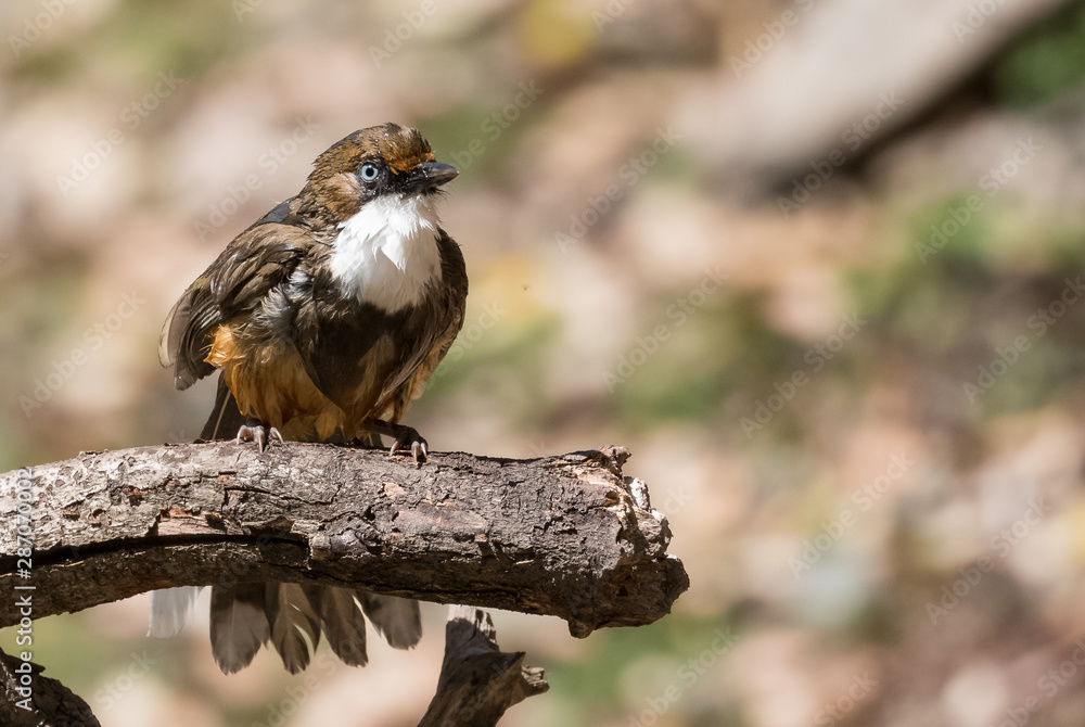 White Throated Laughing Thrush bird sitting on perch of tree White Throated Laughing Thrush bird sitting on perch of tree