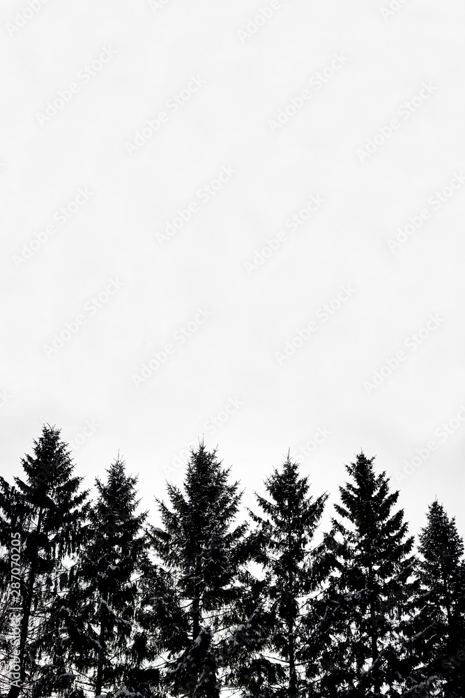 Vertical background made of black contrasting silhouettes of Christmas trees. Isolated spruces