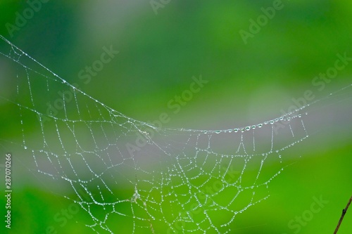 Dew drops on spider web © Sandeep