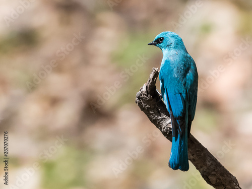 Verditer Flycatcher bird sitting on the perch of tree © Abhishek Mittal