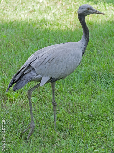 The Grey heron