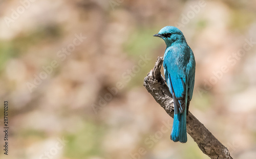 Verditer Flycatcher bird sitting on the perch of tree © Abhishek Mittal