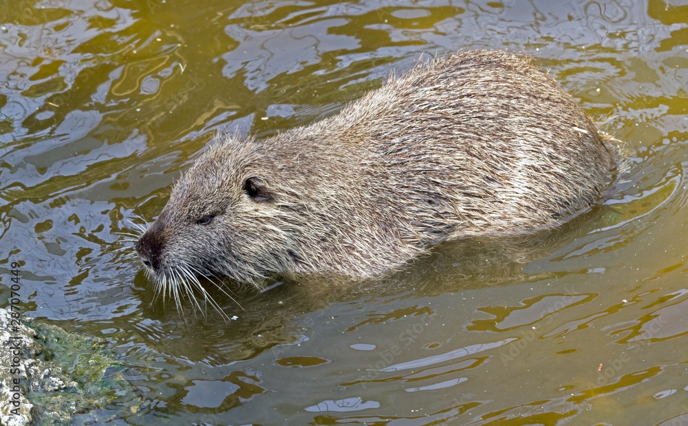 Large coypu is swimming in the pond Large coypu is swimming in the pond