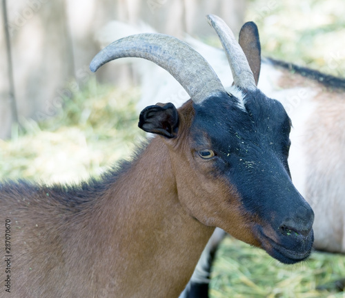 Portrait of goat in zoo