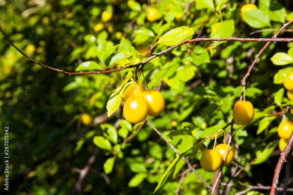 Ripe wild yellow plum on a tree in the garden. Plum harvest autumn on a Sunny day.