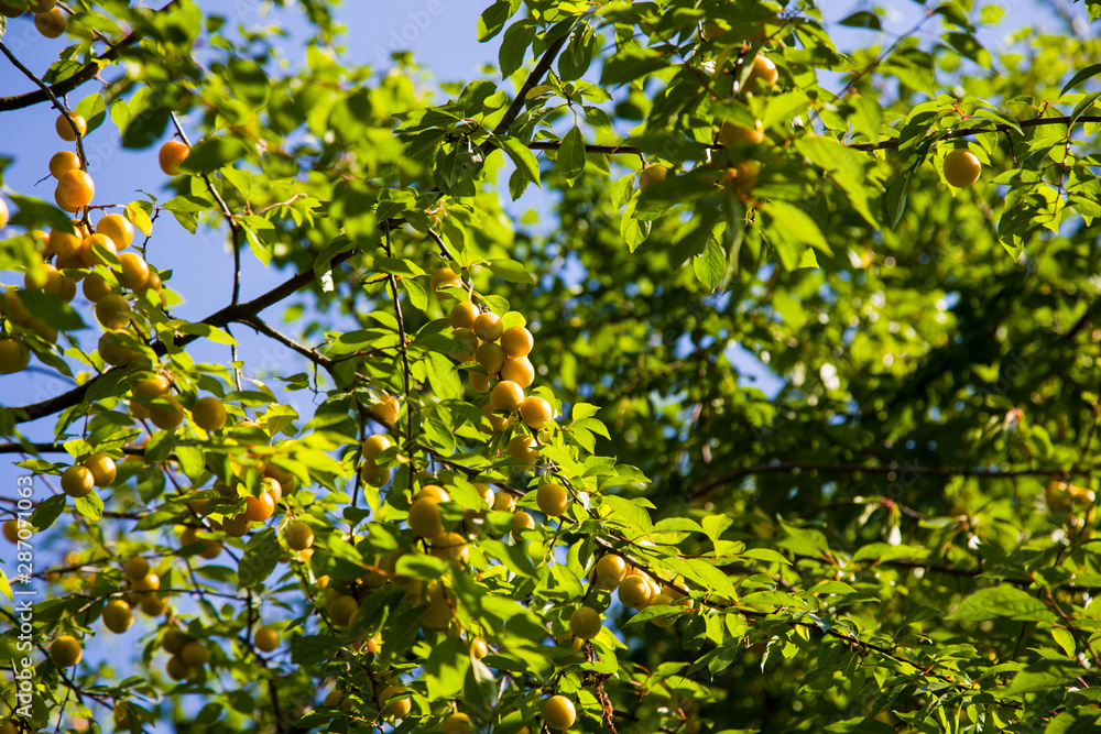 Ripe wild yellow plum on a tree in the garden. Plum harvest autumn on a Sunny day.