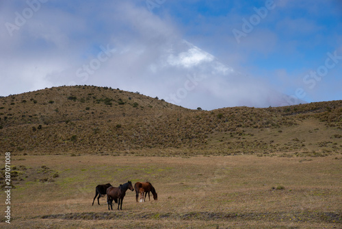 cavalli selvatici © tommypiconefotografo