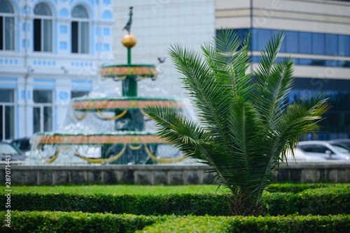 Paln tree and showy fountain in Batumi photo