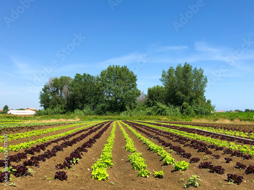 Green Lettuce leaves on garden beds in the vegetable field. Gardening background with green Salad plants in the open ground  banner. Lactuca sativa green leaves  closeup. Leaf Lettuce in garden bed