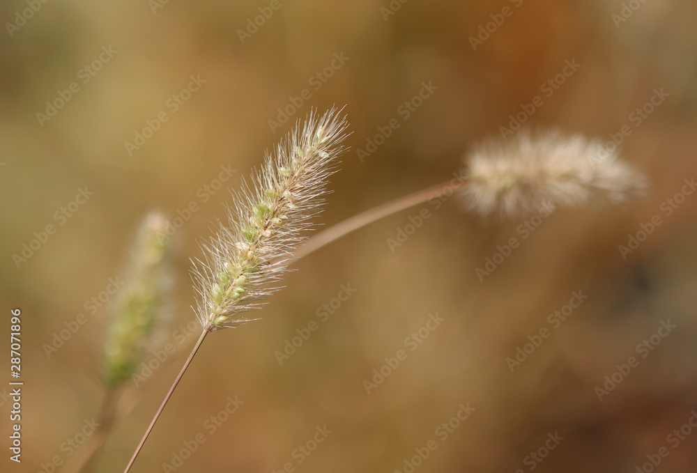 Fototapeta premium Flowering grass in the summer