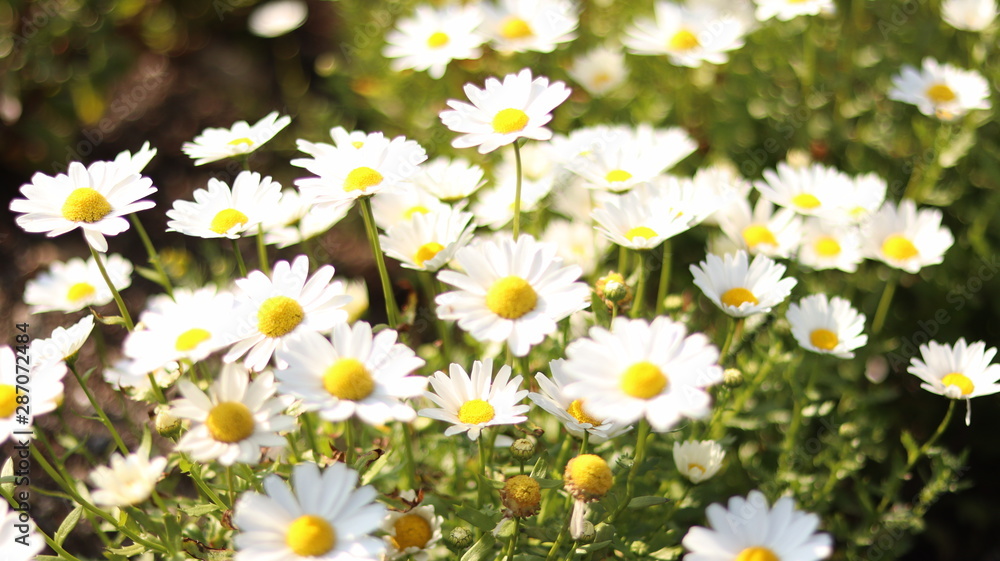 Gänseblümchen (Bellis perennis) Gänseblümchen (Bellis perennis)