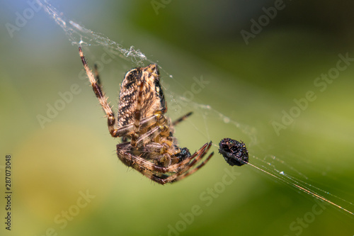 Spider in a spider web with caught prey, close up view