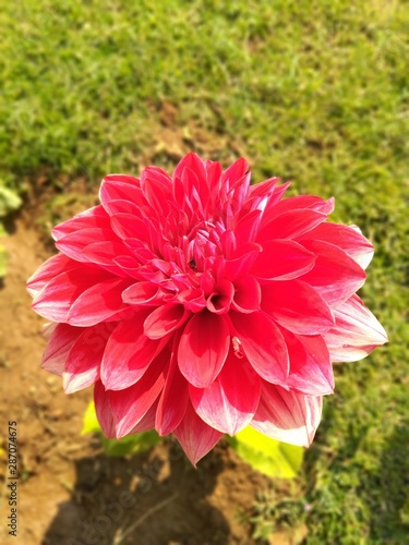 red flowers in the garden