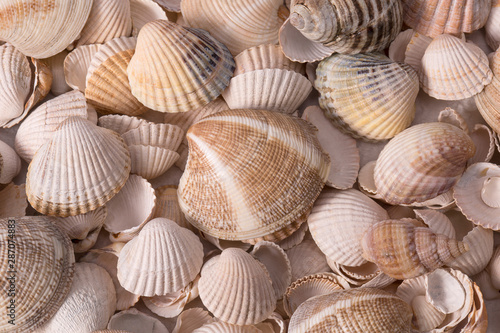 Background of collection of various sea shells , close up