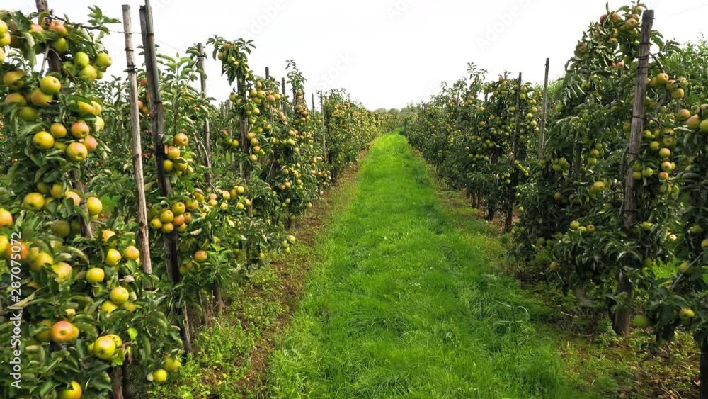 Apple orchard with red and yellow apples from above Apple orchard with red and yellow apples from above