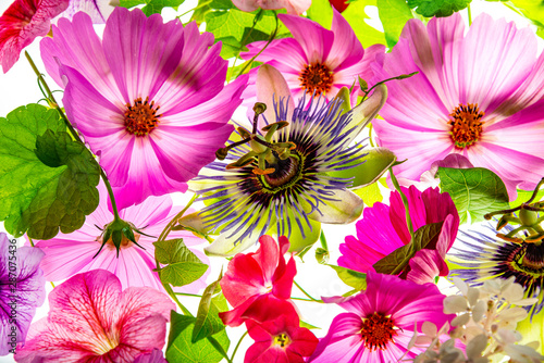a beautiful floral background from flower petals