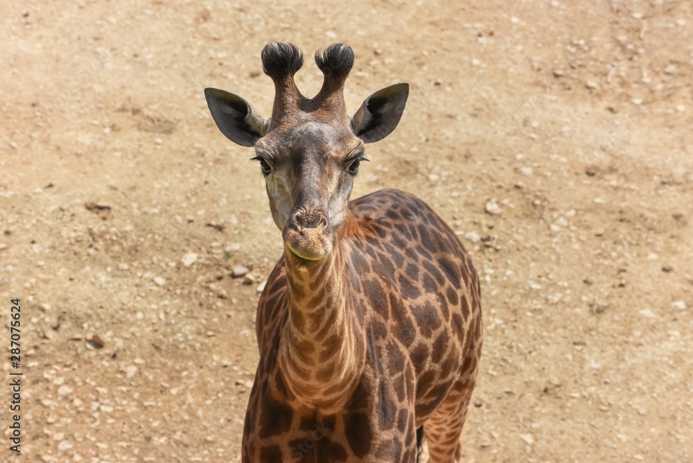 Giraffe is on the front. Top view Portrait