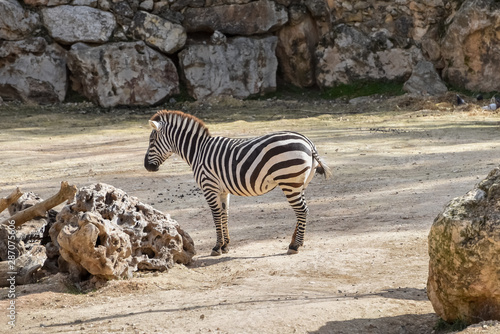 Chapman s zebra  Equus quagga chapmani  plains zebra with pattern of black and white stripes