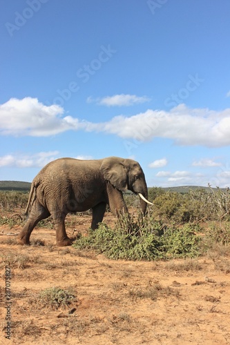 elefante anziano