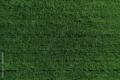 Obraz na plátně Aerial view of green rows corn field in summer.