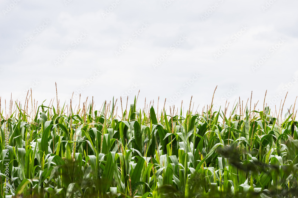 Green corn field in England Green corn field in England