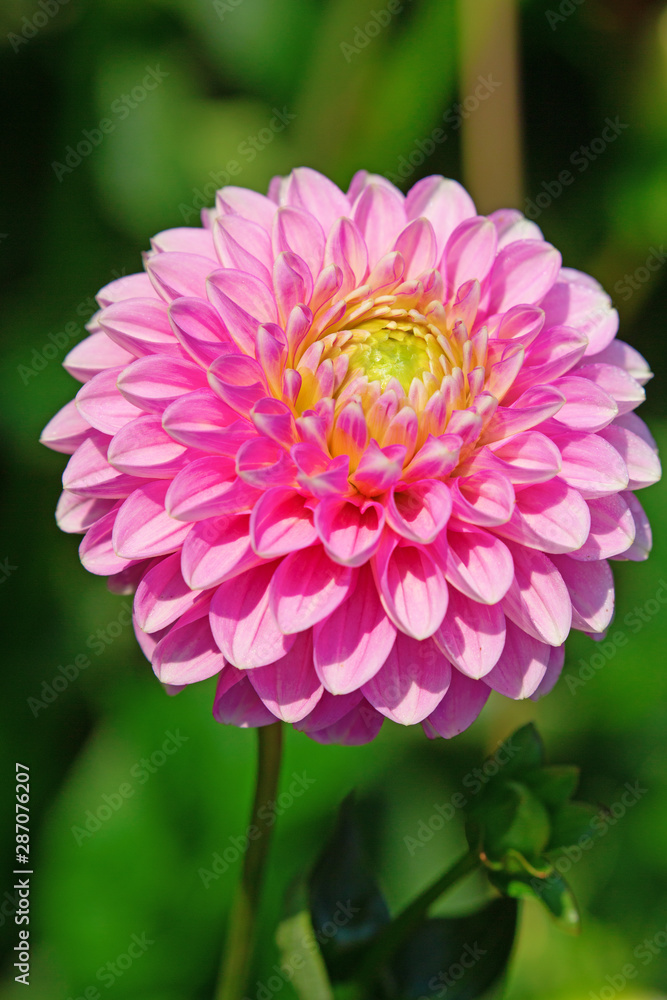 Fototapeta premium Dahlia flower