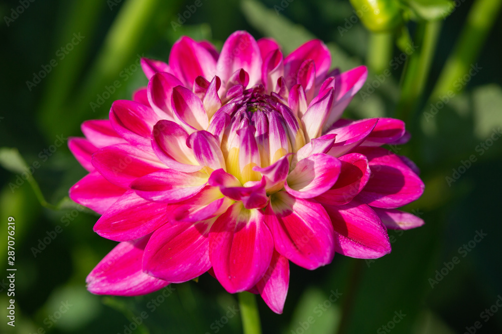 Fototapeta premium Dahlia flower