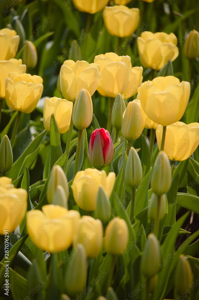 Lone isolated red tulip in a field of yellow tulips, dare to stand out, dare to be different Lone isolated red tulip in a field of yellow tulips, dare to stand out, dare to be different