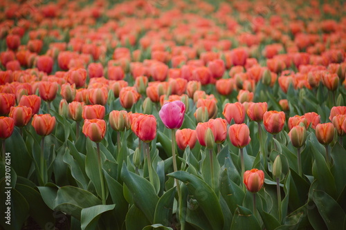 Lone isolated pink tulip in a field of red orange tulips, dare to stand out, dare to be different