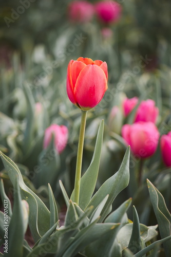 Lone isolated red orange tulip in a field of pink tulips, dare to stand out, dare to be different
