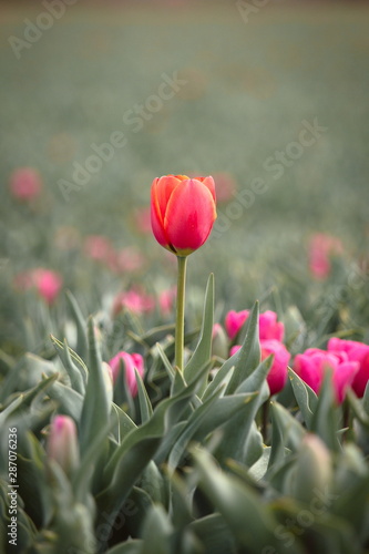 Lone isolated red orange tulip in a field of pink tulips, dare to stand out, dare to be different
