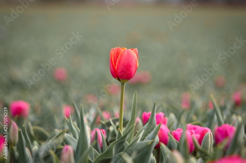 Lone isolated red orange tulip in a field of pink tulips, dare to stand out, dare to be different