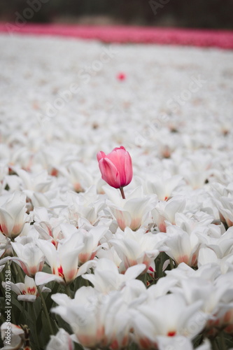 Lone isolated pink tulip in a field of white flowers, dare to stand out, dare to be different