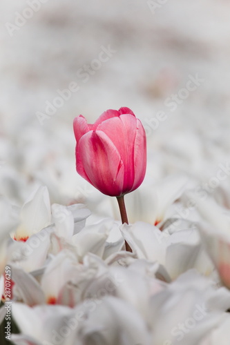 Lone isolated pink tulip in a field of white flowers, dare to stand out, dare to be different