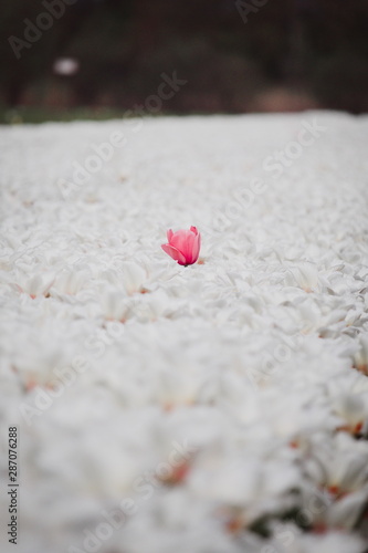 Lone isolated pink tulip in a field of white flowers, dare to stand out, dare to be different