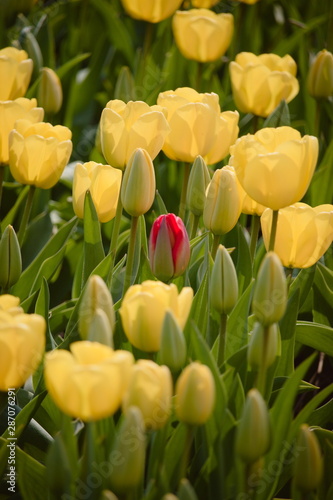 Lone isolated red tulip in a field of yellow tulips  dare to stand out  dare to be different