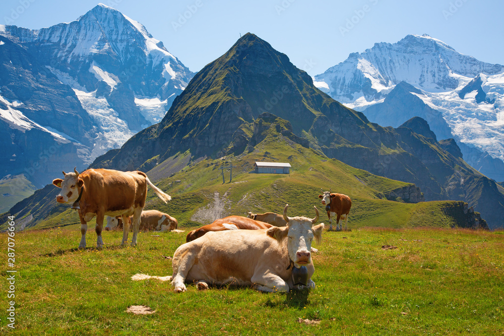 Swiss cow