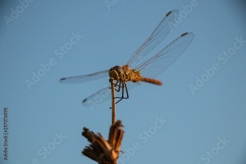 dragonfly on a blue background